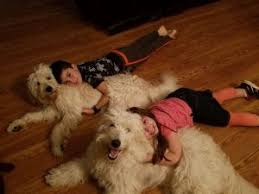 This is by far a very smart bunch of babie, everything they did was all so early! Preparing Your Home For Your New Goldendoodle Puppy