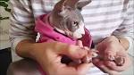 Sphynx Care: Tips & Health Management for Sphynx Cat ...