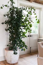 Indoor Greenery Large Indoor Plants Indoor Plants Indoor Trees