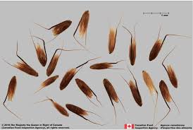 Image result for Anthoxanthum