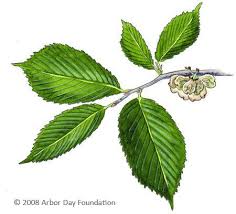 Slippery Elm Trees To Plant Tree Id Tree Identification