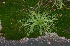 Image result for Rhynchospora brevirostris