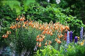 Aurelian Trumpet Lilies African Queen Cicek Bahar Tohum