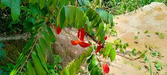 Image result for Cnestis