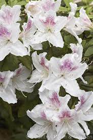 Rhododendron Evergreen Azalea Joga An Early Flowering Satsuki Azalea That Is Considered To Be Very Old Its Foliage Shows S Azaleas Rhododendron Evergreen