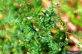 Image result for Vernonia hirsuta