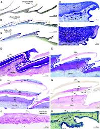Maybe you would like to learn more about one of these? A Unspecialized Scales From The Pre Cloacal Flap Of A Male Stenocercus Download Scientific Diagram