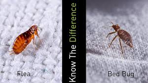 Image result for flea bites