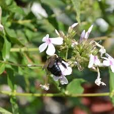 We did not find results for: Dan L Boone Inn 160 Photos 220 Reviews Bed Breakfast 130 Hardin St Boone Nc Phone Number