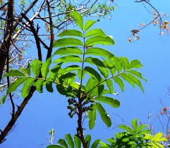 Image result for Trichilia