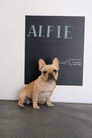 Alfie The French Bulldog Puppy Bulldog French Bulldog French Bulldog Dog