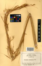 Image result for Andropogon pseudapricus