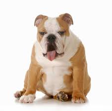 Additionally, if your puppy breathes fast even when he is awake, then that means that even though it is common for puppies to breathe fast when they sleep, it is not normal if that fast breathing is. Dog Breathing Fast Heavy Panting Shallow Breathing Causes