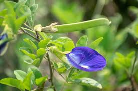 Image result for Clitoria ternatea