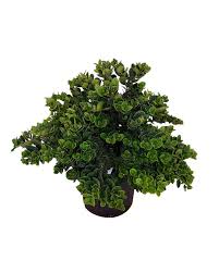 We did not find results for: Boxwood Beauty Natal Plum Mashtal Garden Centers