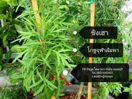 รู้จัก โกฐจุฬาลัมพา สมุนไพรพื้นบ้านไทย ที่นักวิจัยสหรัฐค้นพบว่า ต้านเชื้อโควิดได้ในห้องทดลอง แต่ควรใช้ตามคำแนะนำของหมอพื้นบ้าน และ. à¸‚à¸²à¸¢à¹‚à¸à¸à¸ˆ à¸¬à¸²à¸¥ à¸¡à¸žà¸² à¸£à¸²à¸„à¸²à¸– à¸ à¹à¸«à¸¥ à¸‡à¸£à¸§à¸¡à¹‚à¸à¸à¸ˆ à¸¬à¸²à¸¥ à¸¡à¸žà¸² à¸¡ à¸«à¸¥à¸²à¸¢à¸£ à¸²à¸™à¹ƒà¸« à¹€à¸¥ à¸­à¸à¸‹ à¸­