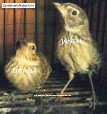 Perubahan bulu atau peranggasan bulu pertama mereka adalah antara umur enam sampai sembilan bulan. Saran Master Branjangan Senior Cara Jitu Membedakan Kelamin Burung Branjangan Yantopedia Yantopedia