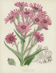 Image result for Senecio speciosus