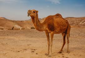 Dromedary camels live in the middle east. 10 Interesting Camel Facts Information For Kids