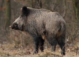 Caccia Di Selezione Al Cinghiale L Emilia Romagna Ha Disciplinato L Utilizzo Della Pasturazione