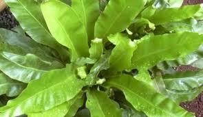 Image result for sleziník Asplenium
