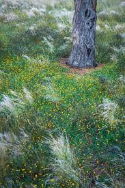 Image result for Stipagrostis uniplumis