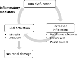 Frontiers Blood Brain Barrier Dysfunction Amplifies The Development Of Neuroinflammation Understanding Of Cellular Events In Brain Microvascular Endothelial Cells For Prevention And Treatment Of Bbb Dysfunction Cellular Neuroscience