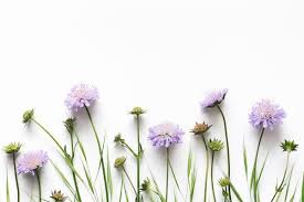 Purple Flower Wall Wallpaper Desktop Wallpaper Art Purple Flowers Wallpaper Flower Background Wallpaper Free download latest collection of aesthetic wallpapers and backgrounds. purple flower wall wallpaper desktop