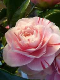 Camellia Japonica Bonomiana Japanische Kamelie Bonomiana Gunstig Bestellen Kamelie Camellia Exotisch Mediterran Baums Blumen Pflanzen Pflanzen Garten