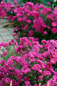 Image result for Asters `Jenny