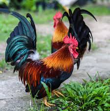 The chicken (gallus gallus domesticus), a subspecies of the red junglefowl, is a type of domesticated fowl, originally from asia. What You Need To Know About The Year Of The Rooster Texas A M Today