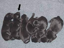 Fading Puppy Or Failure To Thrive Syndrome Blue Knight Labrador Retrievers