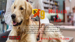 Pet care services in hyderabad. Dog Health Care Services In Sainikpuri Hyderabad Dog Health Care Health Care Services Dog Health