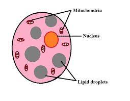 What Are Adipocytes What Are Their Functions In 2021 Brown Adipose Tissue Body Tissues Adipose Tissue