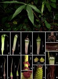 Image result for Arisaema