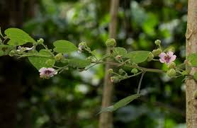 Image result for Abutilon longicuspe