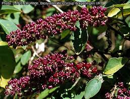 Image result for Phytolacca dodecandra