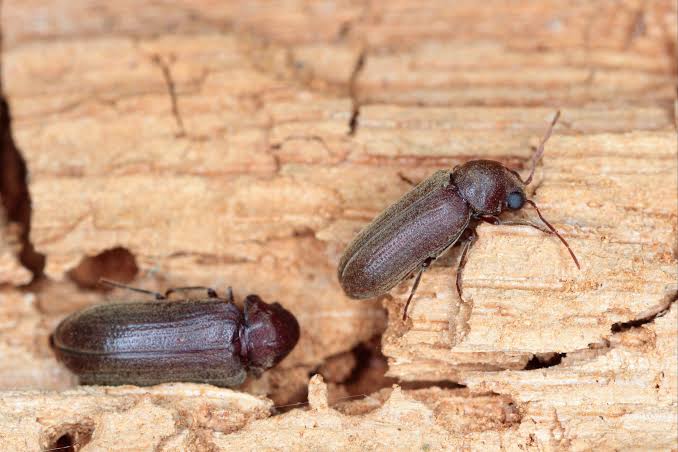 Wood Boring Insect Damage