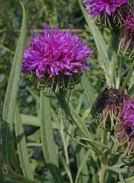 Image result for Vernonia kirkii