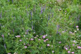 Image result for Vicia