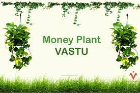 Money Plant Vastu Importance Of Money Plant Vaastu Mangaal