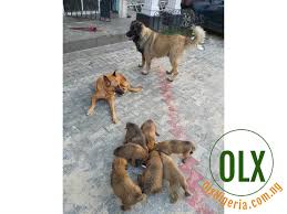 Have one and is pregnant already call me 08059016792. Caucasian Shepherd Puppies For Sale Sale Prices In Nigeria Ong Ng