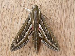 Image result for Hippotion celerio