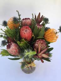 Image result for Protea argyrea