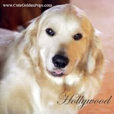 Golden Retriever Pups Nj Breeders White English Cream Blonde Light Akc Md Ct Ma De Ri Ca Ny Pa Cute Dog Pictures Golden Retriever White Golden Retriever Puppy