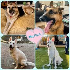 At harmony pet clinic, we care about your pet and we want to do whatever we can to help them live as long and healthy a life as possible. Harmony Vet Care 11 Photos 60 Reviews Veterinarians 5420 Webb Rd Tampa Fl Phone Number