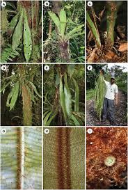 Image result for Elaphoglossum