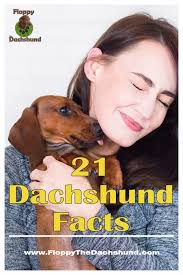 Dachshunds are very popular house hounds because they are one of the few hunting hounds that fit perfectly into a domestic lifestyle. 21 Dachshund Facts Floppy The Dachshund