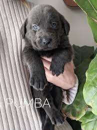 Our champagne & silver lab puppies are all akc registered & available for sale! Labrador Retriever Puppies For Sale Owosso Mi 311281