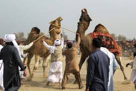 Camel mandi visit prices, rates update pakistan | camel mandi latest update! Culture Or Cruelty Camel Fighting Persists In Pakistan Despite Ban Pakistan Defence
